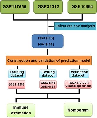 Identification and Validation of a Prognostic Prediction Model in Diffuse Large B-Cell Lymphoma